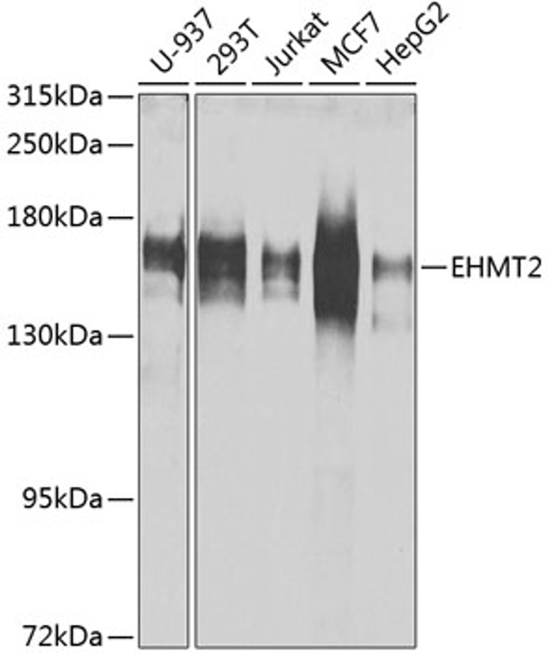 Western blot analysis of extracts of various cell lines, using EHMT2 antibody (14-442) at 1:1000 dilution.<br/>Secondary antibody: HRP Goat Anti-Rabbit IgG (H+L) at 1:10000 dilution.<br/>Lysates/proteins: 25ug per lane.<br/>Blocking buffer: 3% nonfat dry milk in TBST.<br/>Detection: ECL Basic Kit.<br/>Exposure time: 30s.