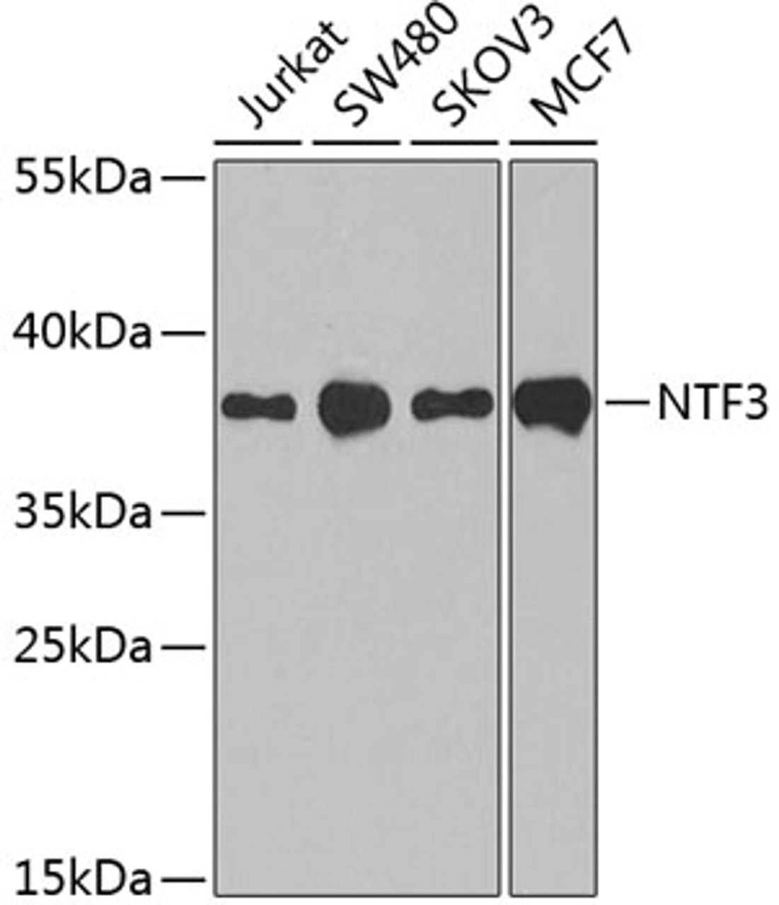 Western blot analysis of extracts of various cell lines, using NTF3 antibody (14-446) at 1:1000 dilution.<br/>Secondary antibody: HRP Goat Anti-Rabbit IgG (H+L) at 1:10000 dilution.<br/>Lysates/proteins: 25ug per lane.<br/>Blocking buffer: 3% nonfat dry milk in TBST.<br/>Detection: ECL Basic Kit.<br/>Exposure time: 90s.