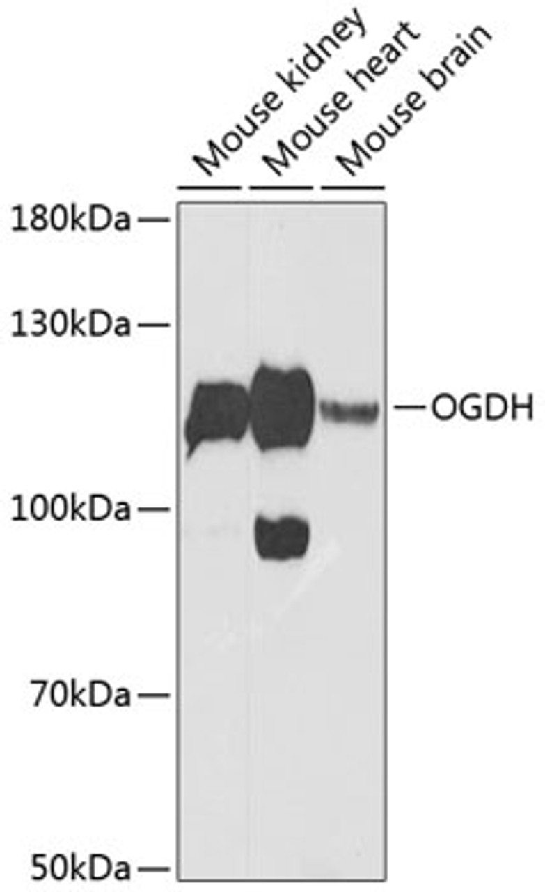 Western blot analysis of extracts of various cell lines, using OGDH Antibody (14-447) at 1:1000 dilution.<br/>Secondary antibody: HRP Goat Anti-Rabbit IgG (H+L) at 1:10000 dilution.<br/>Lysates/proteins: 25ug per lane.<br/>Blocking buffer: 3% nonfat dry milk in TBST.<br/>Detection: ECL Enhanced Kit.<br/>Exposure time: 90s.