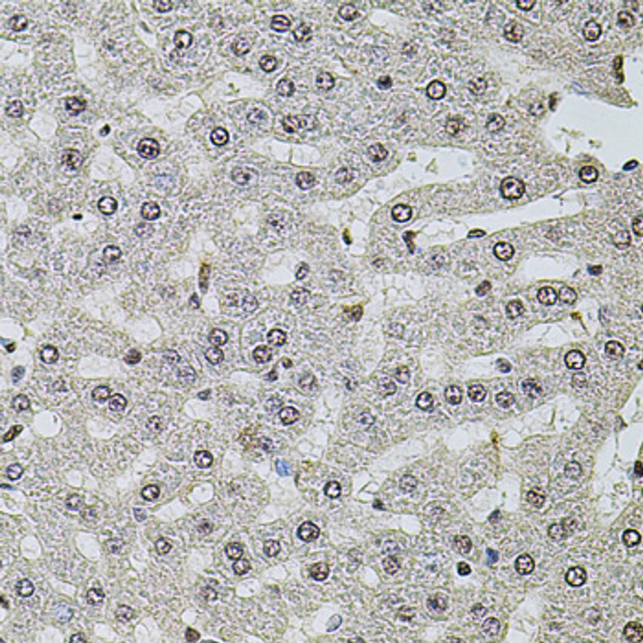 Immunohistochemistry of paraffin-embedded rat liver using SET antibody (14-466) at dilution of 1:100 (40x lens) .