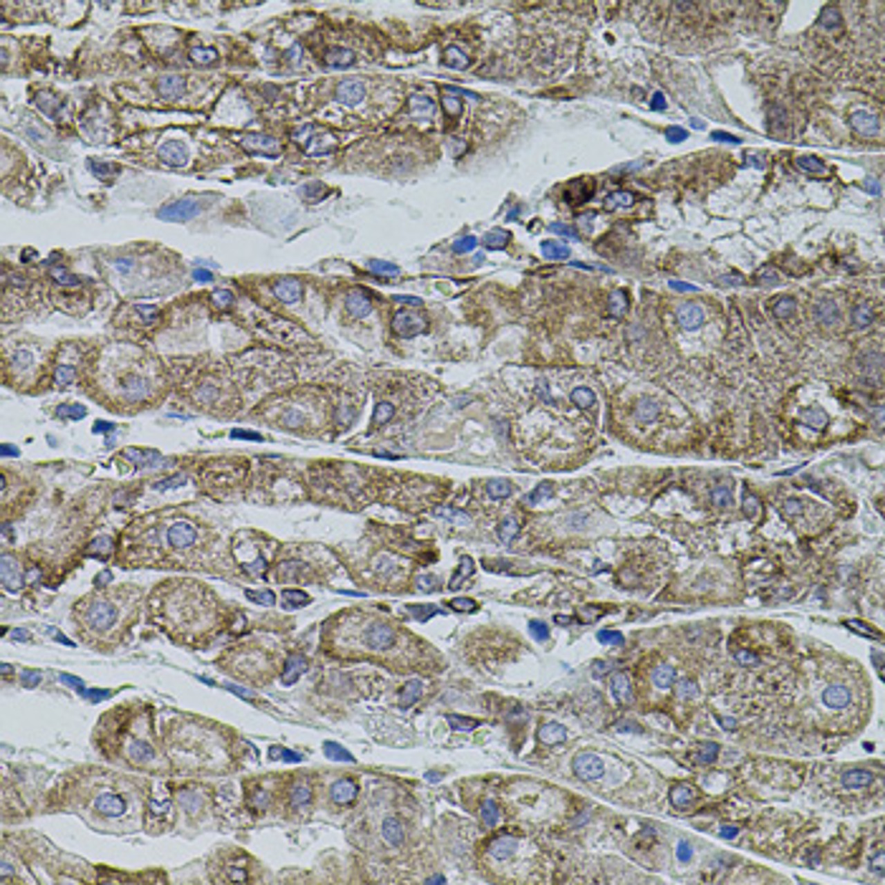 Immunohistochemistry of paraffin-embedded human stomach using SHH antibody (14-467) (40x lens) .