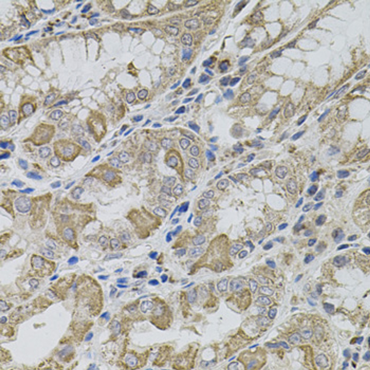Immunohistochemistry of paraffin-embedded human stomach using VIP antibody (14-487) (40x lens) .