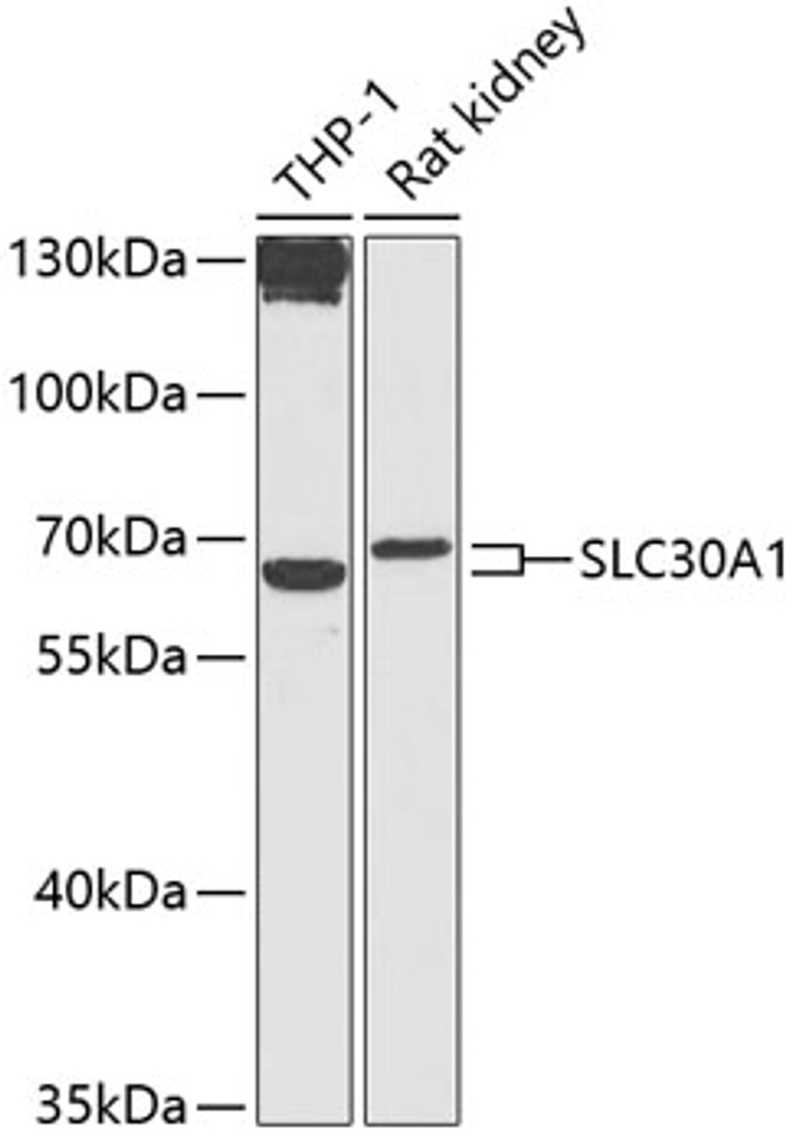 Western blot analysis of extracts of various cell lines, using SLC30A1 antibody (14-488) at 1:1000 dilution.<br/>Secondary antibody: HRP Goat Anti-Rabbit IgG (H+L) at 1:10000 dilution.<br/>Lysates/proteins: 25ug per lane.<br/>Blocking buffer: 3% nonfat dry milk in TBST.<br/>Detection: ECL Basic Kit.<br/>Exposure time: 90s.