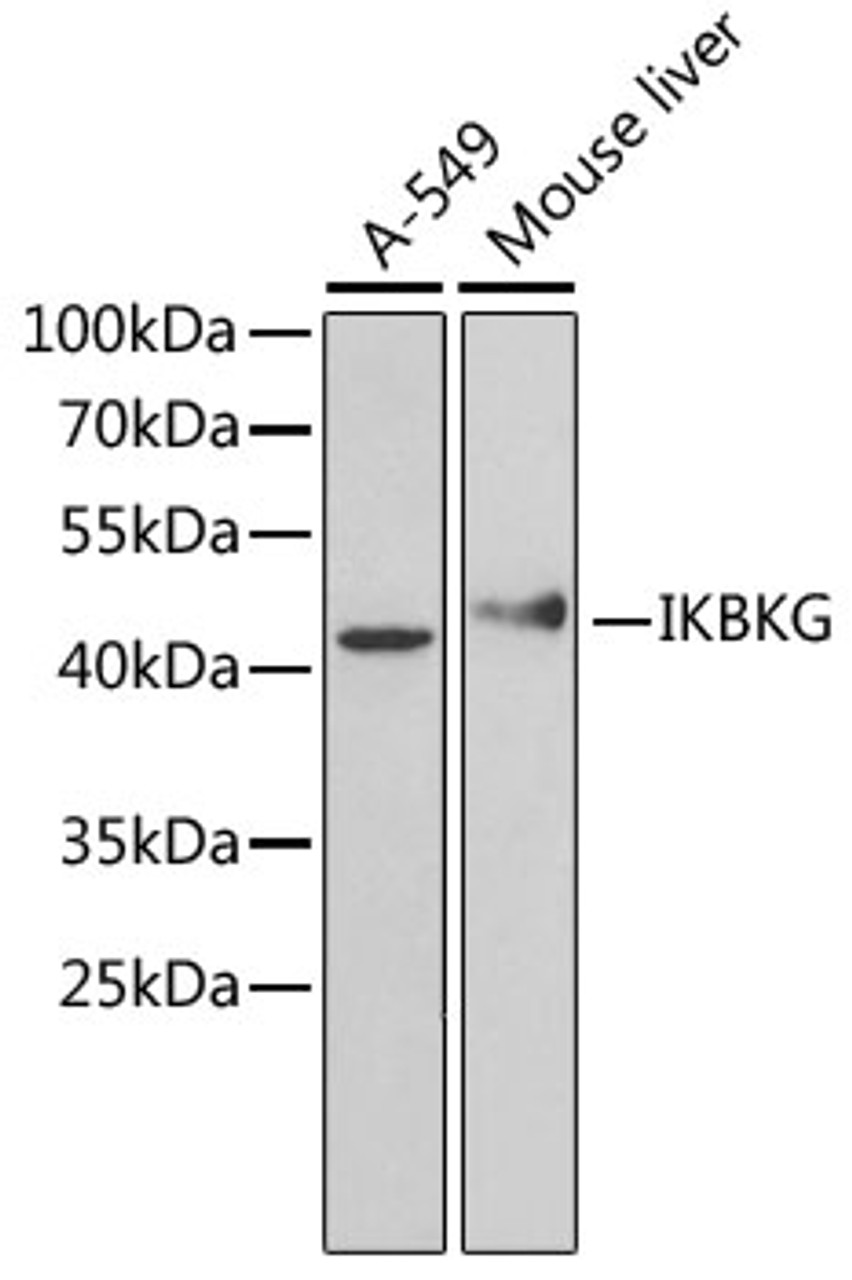 Western blot analysis of extracts of various cell lines, using IKBKG Antibody (14-490) at 1:1000 dilution.<br/>Secondary antibody: HRP Goat Anti-Rabbit IgG (H+L) at 1:10000 dilution.<br/>Lysates/proteins: 25ug per lane.<br/>Blocking buffer: 3% nonfat dry milk in TBST.