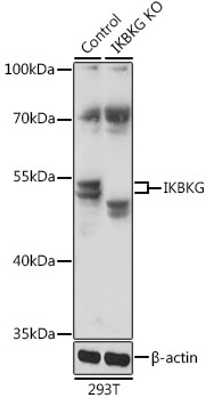 Western blot analysis of extracts from normal (control) and IKBKG knockout (KO) 293T cells, using IKBKG antibody (14-490) at 1:1000 dilution.<br/>Secondary antibody: HRP Goat Anti-Rabbit IgG (H+L) at 1:10000 dilution.<br/>Lysates/proteins: 25ug per lane.<br/>Blocking buffer: 3% nonfat dry milk in TBST.<br/>Detection: ECL Basic Kit.<br/>Exposure time: 5s.