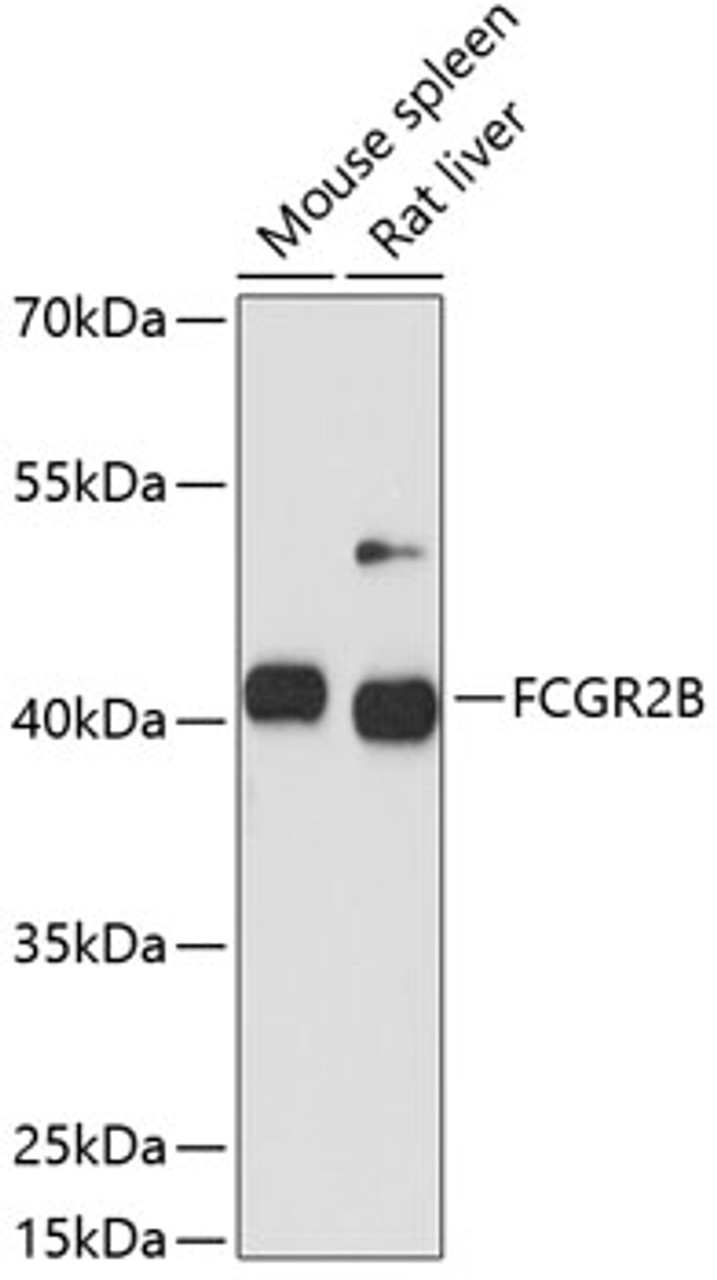 Western blot analysis of extracts of various cell lines, using FCGR2B antibody (14-503) at 1:1000 dilution.<br/>Secondary antibody: HRP Goat Anti-Rabbit IgG (H+L) at 1:10000 dilution.<br/>Lysates/proteins: 25ug per lane.<br/>Blocking buffer: 3% nonfat dry milk in TBST.<br/>Detection: ECL Basic Kit.<br/>Exposure time: 30s.