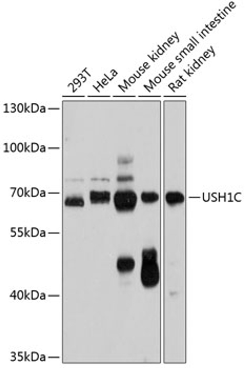 Western blot analysis of extracts of various cell lines, using USH1C antibody (14-505) at 1:1000 dilution.<br/>Secondary antibody: HRP Goat Anti-Rabbit IgG (H+L) at 1:10000 dilution.<br/>Lysates/proteins: 25ug per lane.<br/>Blocking buffer: 3% nonfat dry milk in TBST.<br/>Detection: ECL Basic Kit.<br/>Exposure time: 30s.