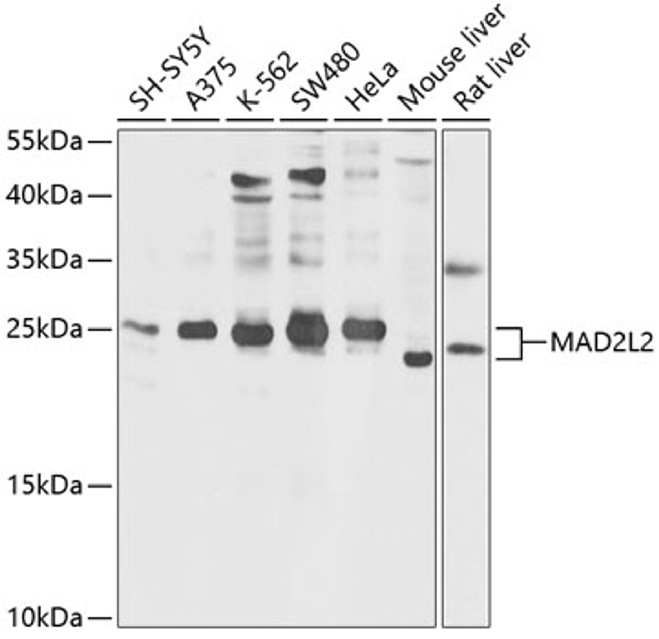 Western blot analysis of extracts of various cell lines, using MAD2L2 antibody (14-507) at 1:1000 dilution.<br/>Secondary antibody: HRP Goat Anti-Rabbit IgG (H+L) at 1:10000 dilution.<br/>Lysates/proteins: 25ug per lane.<br/>Blocking buffer: 3% nonfat dry milk in TBST.<br/>Detection: ECL Basic Kit.<br/>Exposure time: 5s.