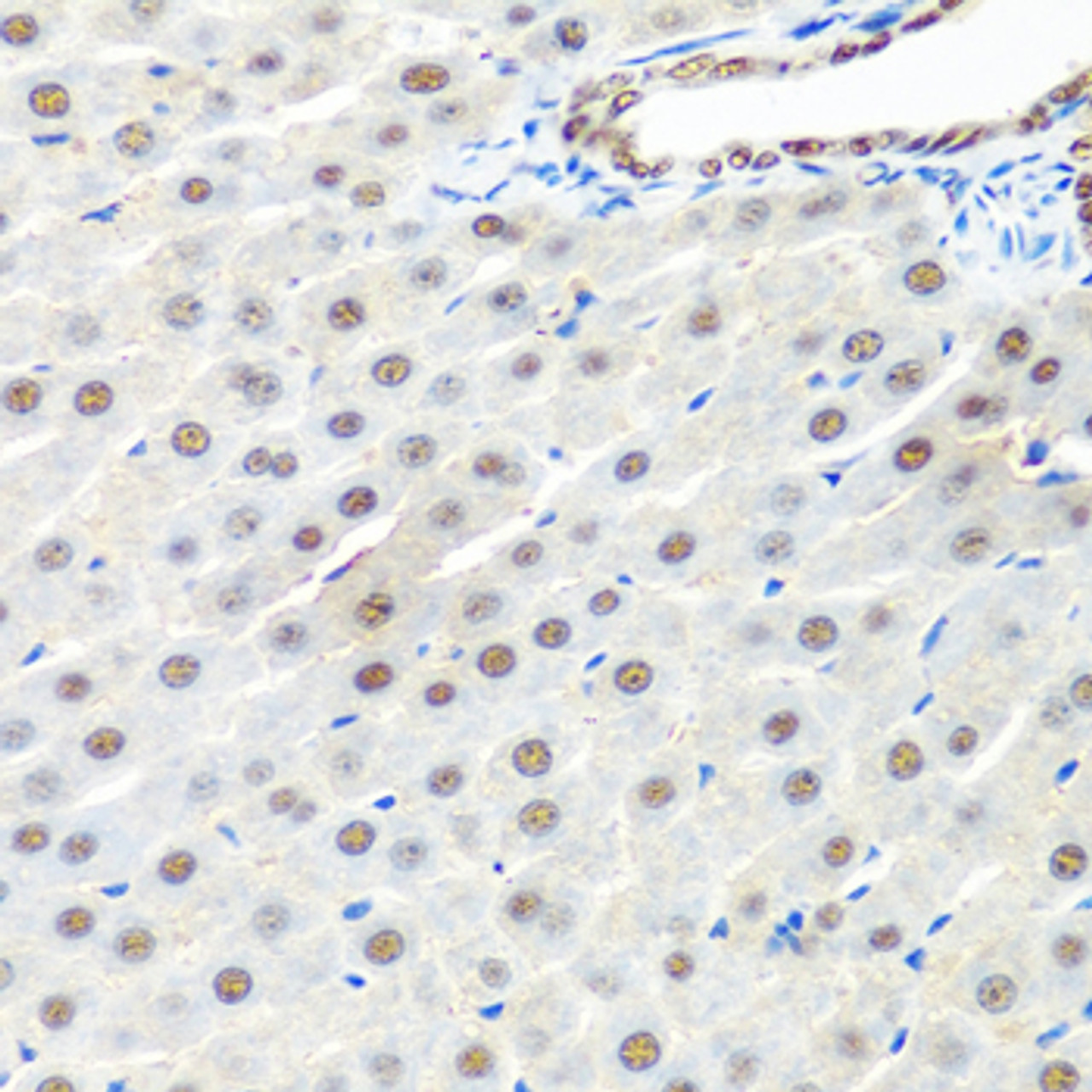 Immunohistochemistry of paraffin-embedded rat liver using PRPF19 antibody (14-527) at dilution of 1:100 (40x lens) .