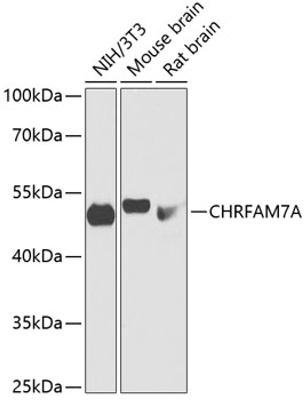 Western blot analysis of extracts of various cell lines, using CHRFAM7A antibody (14-535) at 1:1000 dilution.<br/>Secondary antibody: HRP Goat Anti-Rabbit IgG (H+L) at 1:10000 dilution.<br/>Lysates/proteins: 25ug per lane.<br/>Blocking buffer: 3% nonfat dry milk in TBST.<br/>Detection: ECL Basic Kit.<br/>Exposure time: 1s.