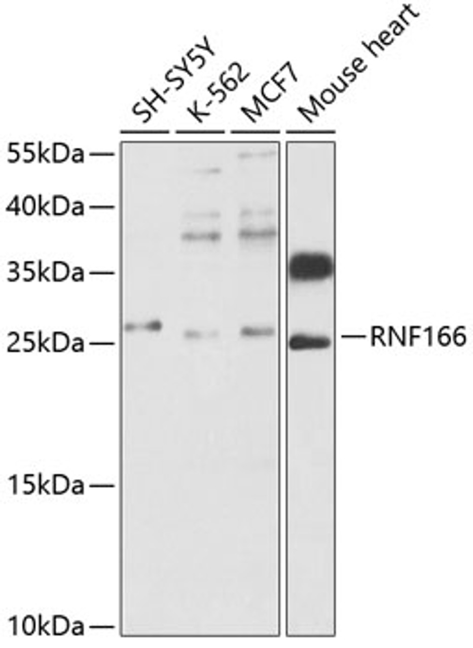 Western blot analysis of extracts of various cell lines, using RNF166 antibody (14-537) at 1:1000 dilution.<br/>Secondary antibody: HRP Goat Anti-Rabbit IgG (H+L) at 1:10000 dilution.<br/>Lysates/proteins: 25ug per lane.<br/>Blocking buffer: 3% nonfat dry milk in TBST.<br/>Detection: ECL Enhanced Kit.<br/>Exposure time: 15s.