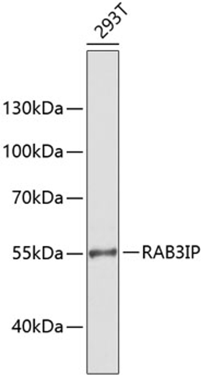 Western blot analysis of extracts of 293T cells, using RAB3IP antibody (14-538) at 1:1000 dilution.<br/>Secondary antibody: HRP Goat Anti-Rabbit IgG (H+L) at 1:10000 dilution.<br/>Lysates/proteins: 25ug per lane.<br/>Blocking buffer: 3% nonfat dry milk in TBST.<br/>Detection: ECL Enhanced Kit.<br/>Exposure time: 60s.