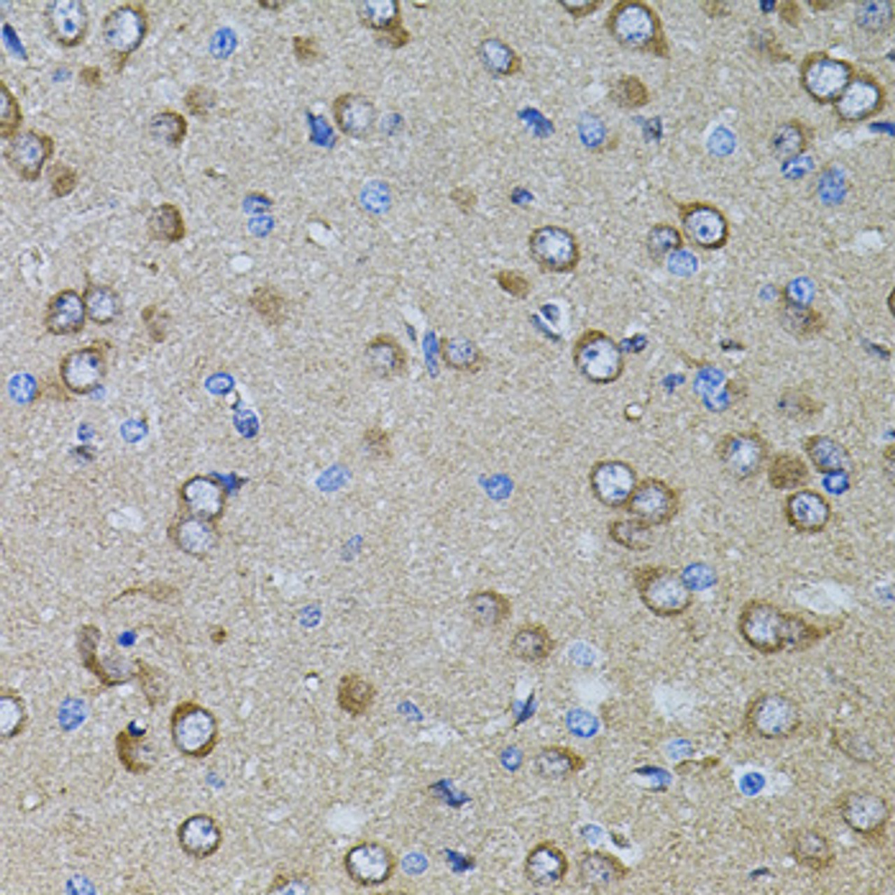 Immunohistochemistry of paraffin-embedded rat brain using GM13125 antibody (14-546) at dilution of 1:100 (40x lens) .