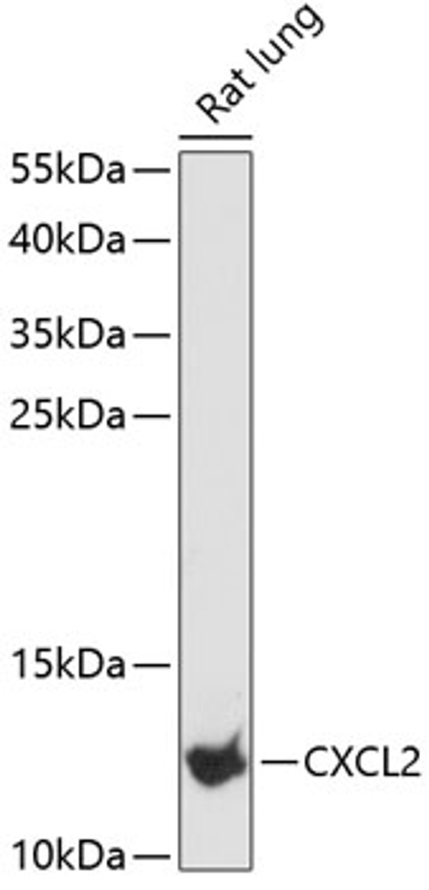Western blot analysis of extracts of rat lung, using CXCL2 antibody (14-555) at 1:3000 dilution.<br/>Secondary antibody: HRP Goat Anti-Rabbit IgG (H+L) at 1:10000 dilution.<br/>Lysates/proteins: 25ug per lane.<br/>Blocking buffer: 3% nonfat dry milk in TBST.<br/>Detection: ECL Basic Kit.<br/>Exposure time: 90s.