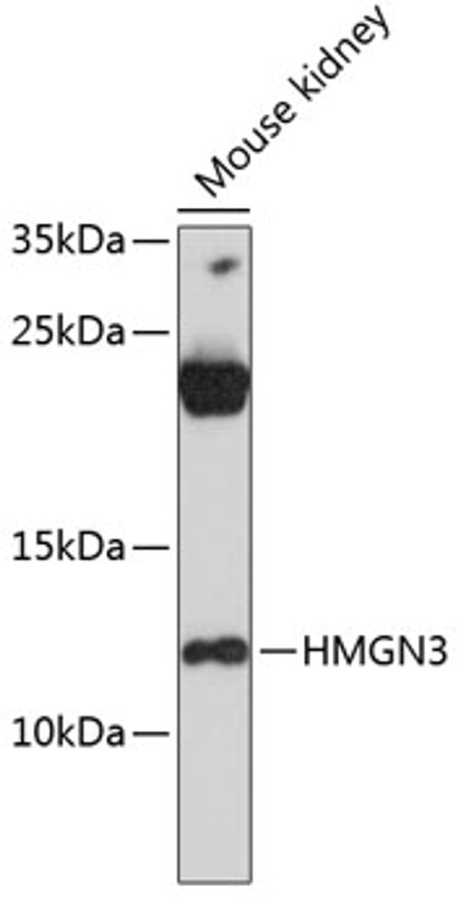 Western blot analysis of extracts of mouse kidney, using HMGN3 antibody (14-560) at 1:3000 dilution.<br/>Secondary antibody: HRP Goat Anti-Rabbit IgG (H+L) at 1:10000 dilution.<br/>Lysates/proteins: 25ug per lane.<br/>Blocking buffer: 3% nonfat dry milk in TBST.<br/>Detection: ECL Basic Kit.<br/>Exposure time: 90s.