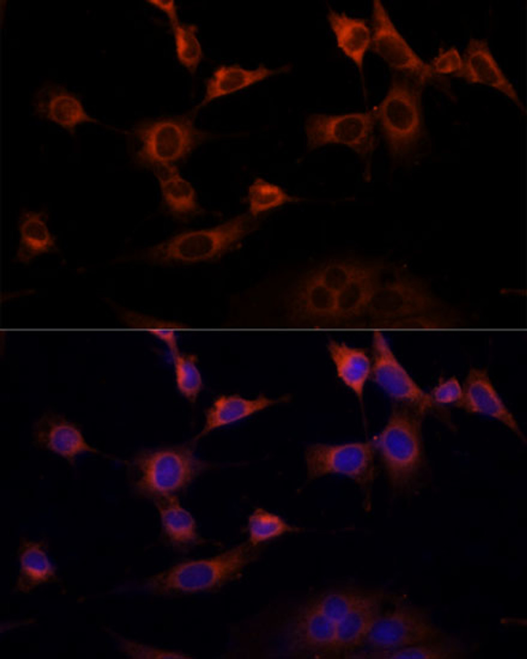 Immunofluorescence analysis of NIH-3T3 cells using WWOX Polyclonal Antibody (14-562) at dilution of 1:100 (40x lens) . Blue: DAPI for nuclear staining.