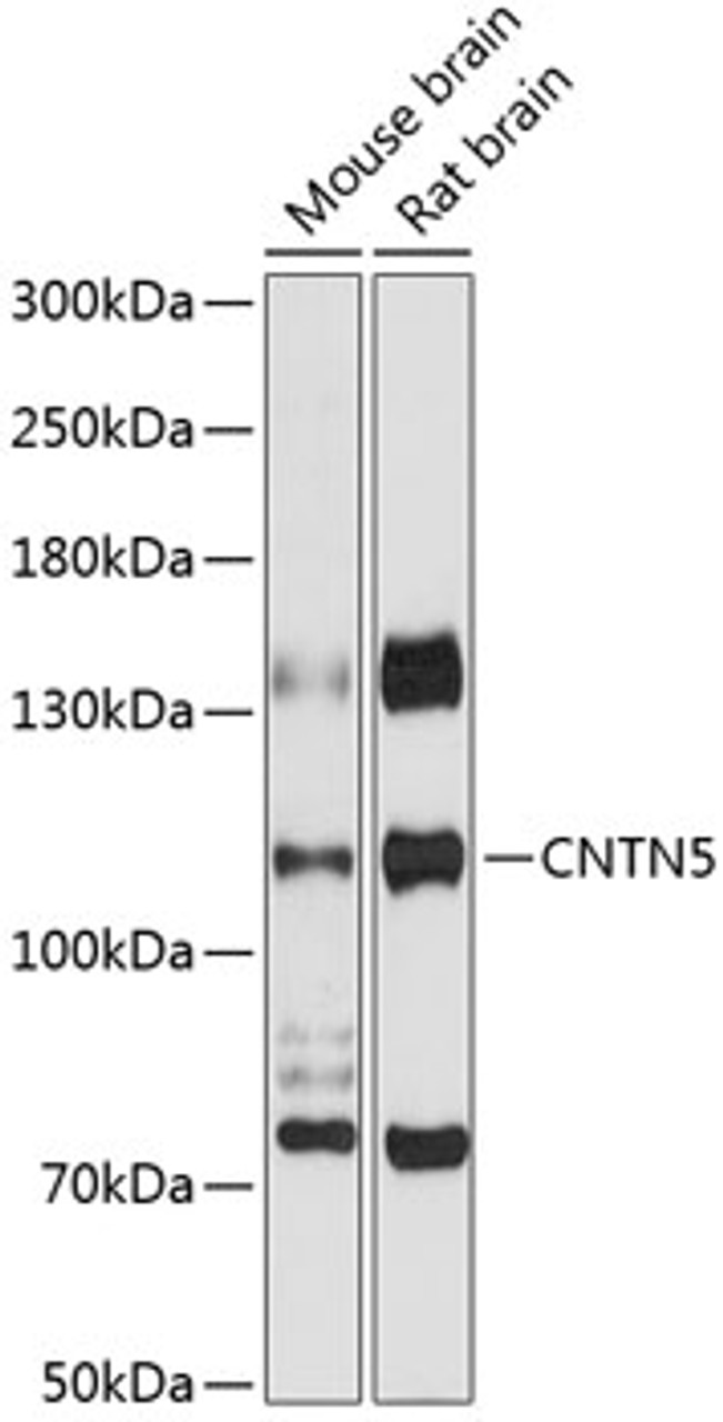 Western blot analysis of extracts of various cell lines, using CNTN5 antibody (14-564) at 1:3000 dilution.<br/>Secondary antibody: HRP Goat Anti-Rabbit IgG (H+L) at 1:10000 dilution.<br/>Lysates/proteins: 25ug per lane.<br/>Blocking buffer: 3% nonfat dry milk in TBST.<br/>Detection: ECL Basic Kit.<br/>Exposure time: 90s.