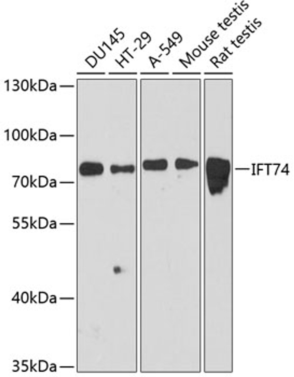 Western blot analysis of extracts of various cell lines, using IFT74 antibody (14-574) at 1:3000 dilution.<br/>Secondary antibody: HRP Goat Anti-Rabbit IgG (H+L) at 1:10000 dilution.<br/>Lysates/proteins: 25ug per lane.<br/>Blocking buffer: 3% nonfat dry milk in TBST.<br/>Detection: ECL Basic Kit.<br/>Exposure time: 90s.