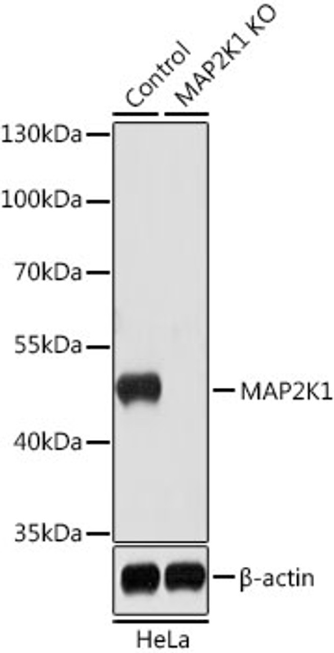 Western blot analysis of extracts from normal (control) and MAP2K1 knockout (KO) HeLa cells, using MAP2K1 antibody (14-580) at 1:1000 dilution.<br/>Secondary antibody: HRP Goat Anti-Rabbit IgG (H+L) at 1:10000 dilution.<br/>Lysates/proteins: 25ug per lane.<br/>Blocking buffer: 3% nonfat dry milk in TBST.<br/>Detection: ECL Basic Kit.<br/>Exposure time: 5s.