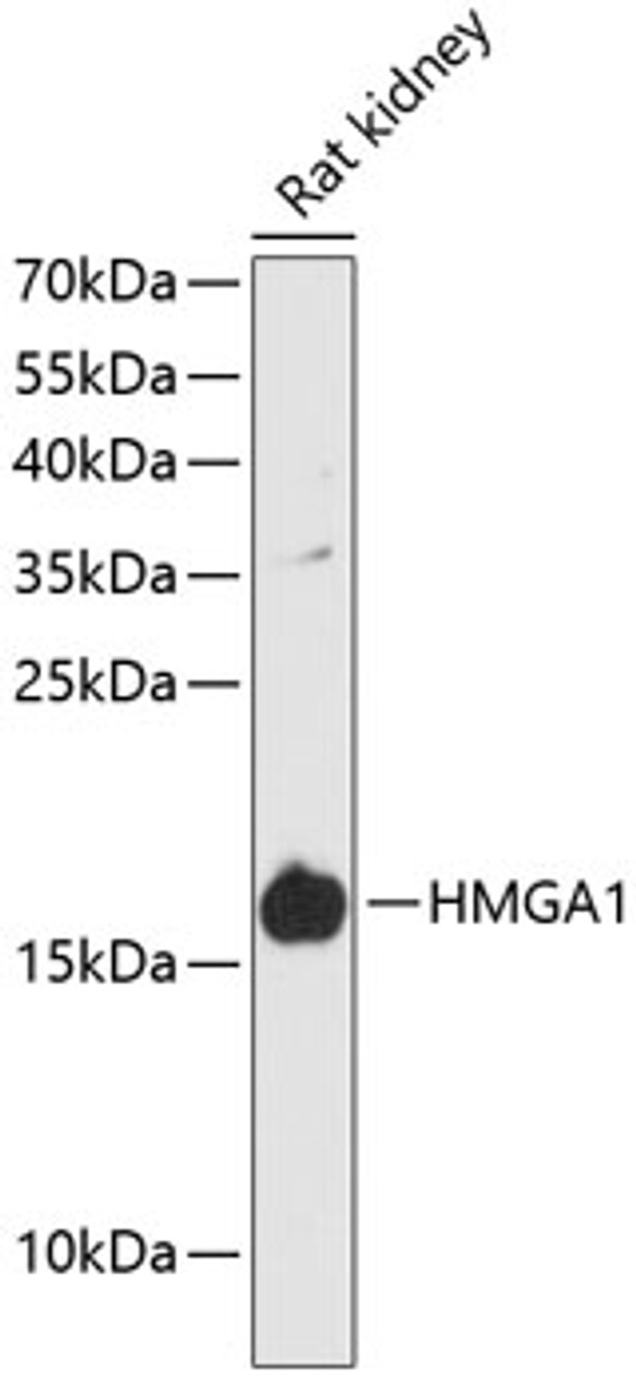 Western blot analysis of extracts of rat kidney, using HMGA1 antibody (14-583) at 1:3000 dilution.<br/>Secondary antibody: HRP Goat Anti-Rabbit IgG (H+L) at 1:10000 dilution.<br/>Lysates/proteins: 25ug per lane.<br/>Blocking buffer: 3% nonfat dry milk in TBST.<br/>Detection: ECL Basic Kit.<br/>Exposure time: 90s.