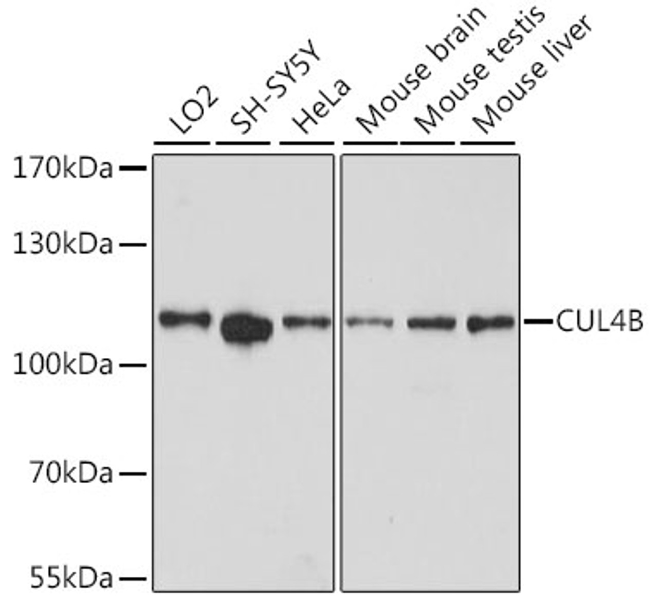 Western blot analysis of extracts of various cell lines, using CUL4B antibody (14-584) at 1:3000 dilution.<br/>Secondary antibody: HRP Goat Anti-Rabbit IgG (H+L) at 1:10000 dilution.<br/>Lysates/proteins: 25ug per lane.<br/>Blocking buffer: 3% nonfat dry milk in TBST.<br/>Detection: ECL Basic Kit.<br/>Exposure time: 90s.