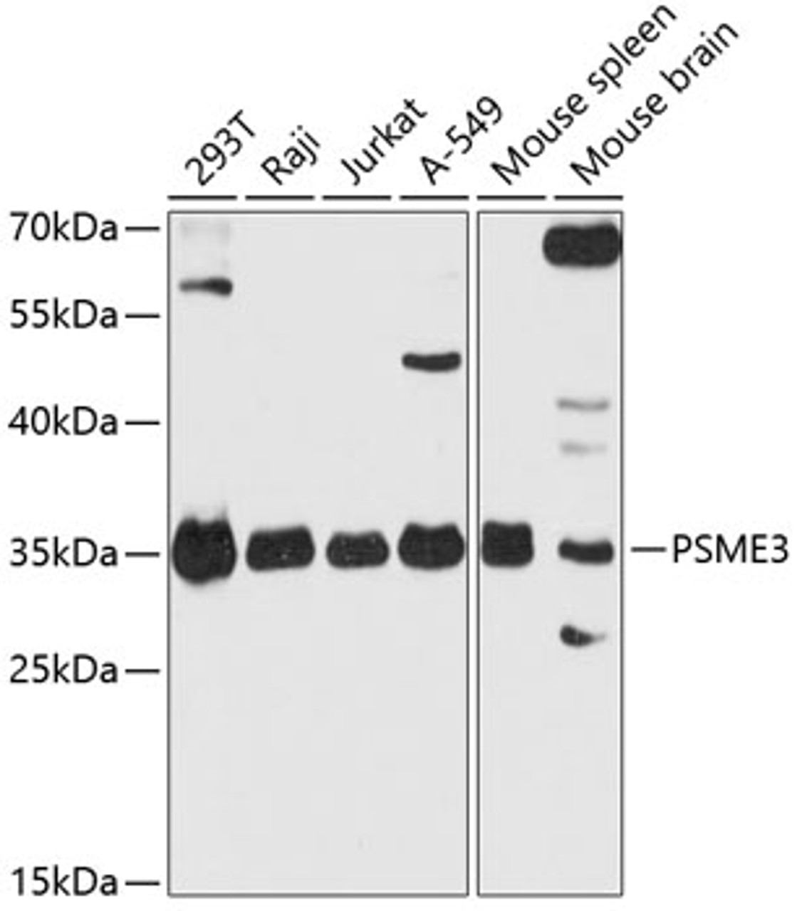 Western blot analysis of extracts of various cell lines, using PSME3 antibody (14-585) at 1:3000 dilution.<br/>Secondary antibody: HRP Goat Anti-Rabbit IgG (H+L) at 1:10000 dilution.<br/>Lysates/proteins: 25ug per lane.<br/>Blocking buffer: 3% nonfat dry milk in TBST.<br/>Detection: ECL Basic Kit.<br/>Exposure time: 30s.