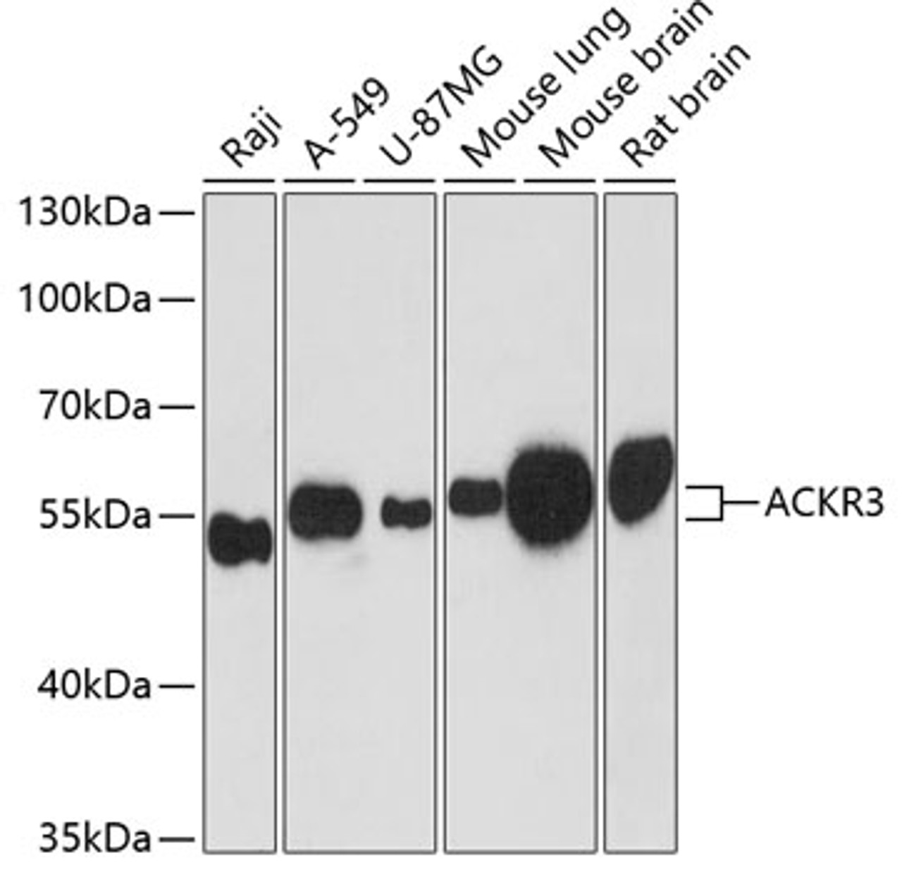 Western blot analysis of extracts of various cell lines, using ACKR3 antibody (14-590) at 1:3000 dilution._Secondary antibody: HRP Goat Anti-Rabbit IgG (H+L) at 1:10000 dilution._Lysates/proteins: 25ug per lane._Blocking buffer: 3% nonfat dry milk in TBST._Detection: ECL Enhanced Kit._Exposure time: 90s.
