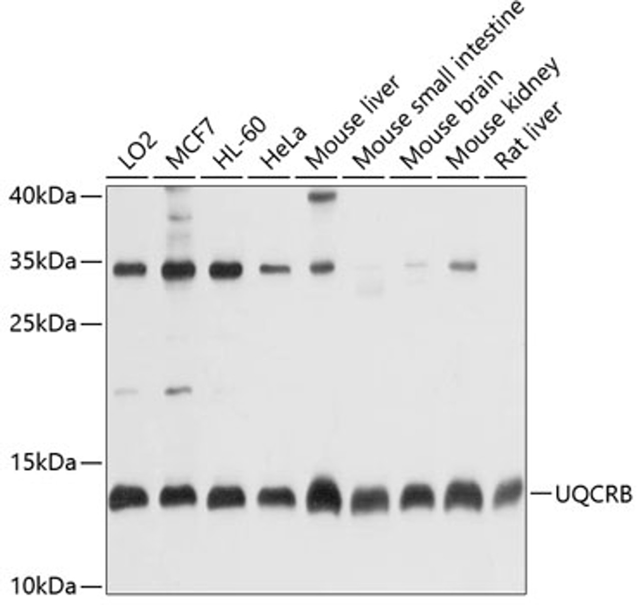 Western blot analysis of extracts of various cell lines, using UQCRB antibody (14-603) at 1:1000 dilution.<br/>Secondary antibody: HRP Goat Anti-Rabbit IgG (H+L) at 1:10000 dilution.<br/>Lysates/proteins: 25ug per lane.<br/>Blocking buffer: 3% nonfat dry milk in TBST.<br/>Detection: ECL Basic Kit.<br/>Exposure time: 10s.