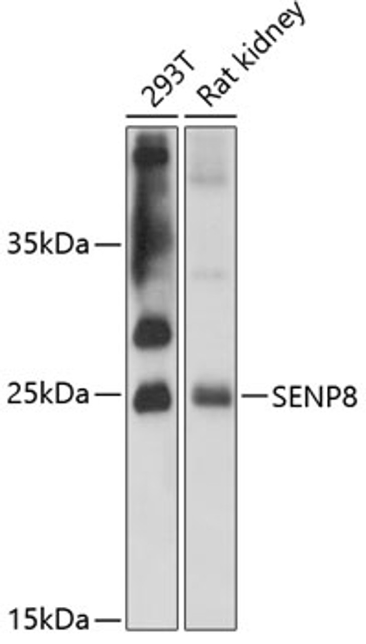 Western blot analysis of extracts of various cell lines, using SENP8 antibody (14-613) at 1:3000 dilution.<br/>Secondary antibody: HRP Goat Anti-Rabbit IgG (H+L) at 1:10000 dilution.<br/>Lysates/proteins: 25ug per lane.<br/>Blocking buffer: 3% nonfat dry milk in TBST.<br/>Detection: ECL Enhanced Kit.<br/>Exposure time: 30s.