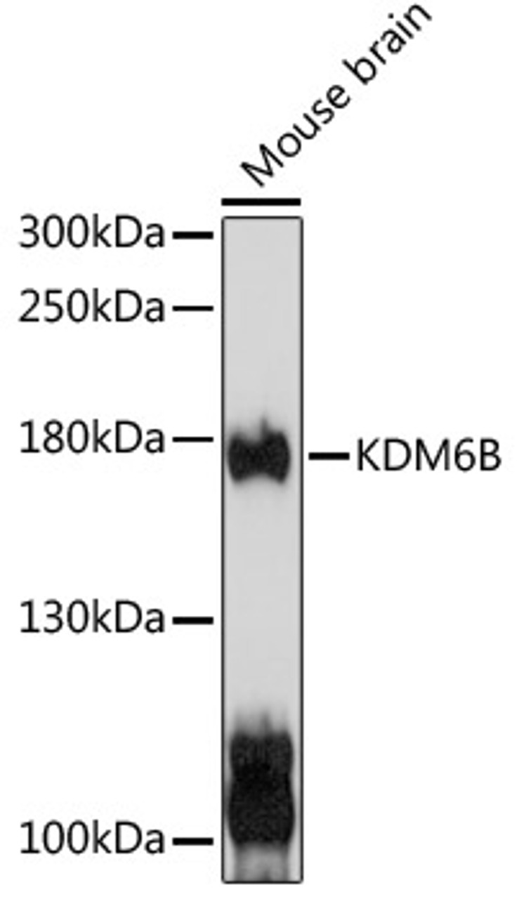 Western blot analysis of extracts of mouse brain, using KDM6B antibody (14-618) at 1:1000 dilution.<br/>Secondary antibody: HRP Goat Anti-Rabbit IgG (H+L) at 1:10000 dilution.<br/>Lysates/proteins: 25ug per lane.<br/>Blocking buffer: 3% nonfat dry milk in TBST.<br/>Detection: ECL Basic Kit.<br/>Exposure time: 10s.