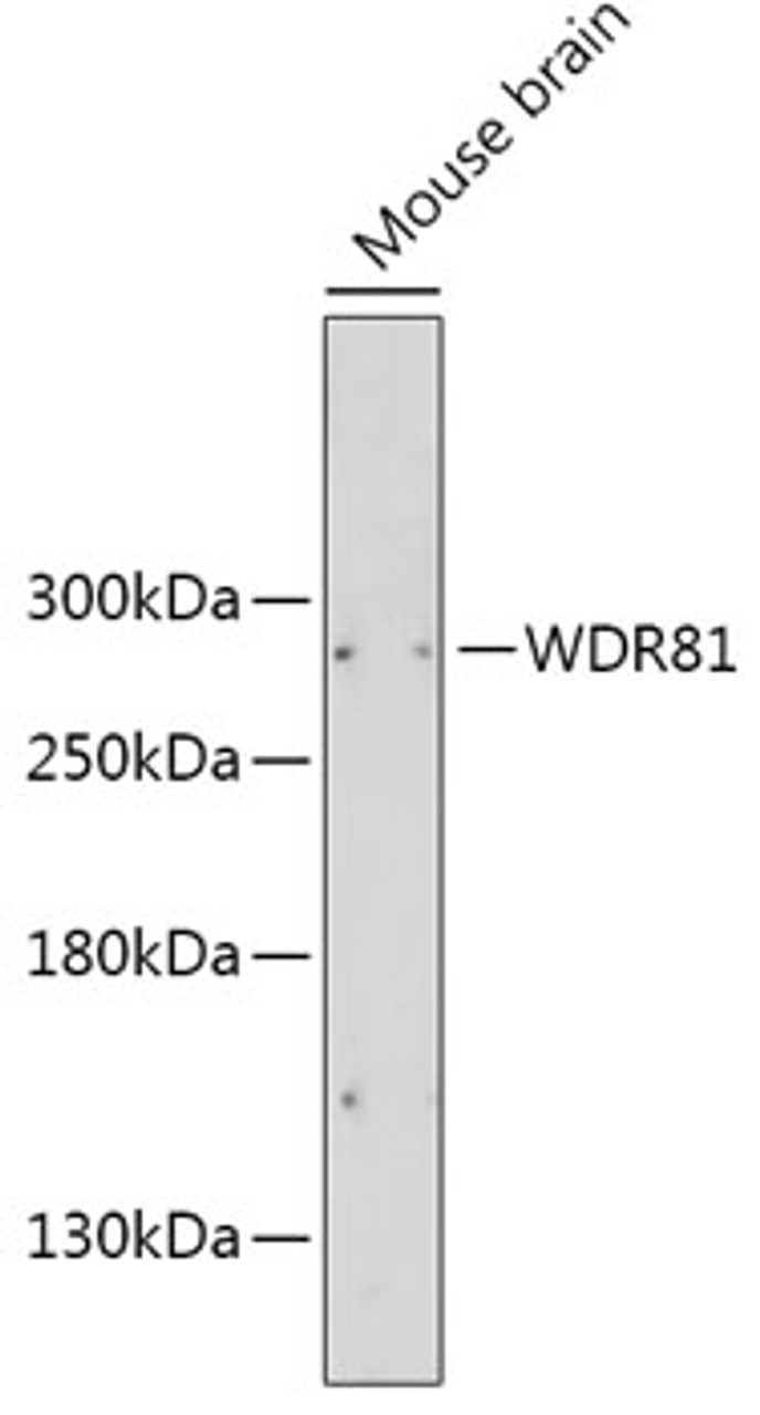 Western blot analysis of extracts of Mouse brain, using WDR81 antibody (14-624) at 1:2000 dilution.<br/>Secondary antibody: HRP Goat Anti-Rabbit IgG (H+L) at 1:10000 dilution.<br/>Lysates/proteins: 25ug per lane.<br/>Blocking buffer: 3% nonfat dry milk in TBST.<br/>Detection: ECL Basic Kit.<br/>Exposure time: 90s.