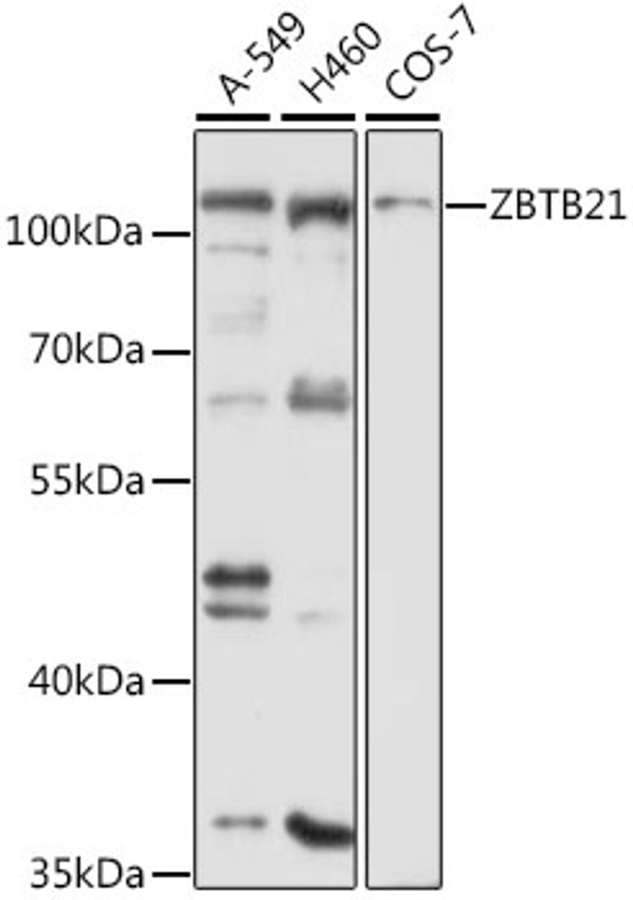 Western blot analysis of extracts of various cell lines, using ZBTB21 antibody (14-630) at 1:3000 dilution.<br/>Secondary antibody: HRP Goat Anti-Rabbit IgG (H+L) at 1:10000 dilution.<br/>Lysates/proteins: 25ug per lane.<br/>Blocking buffer: 3% nonfat dry milk in TBST.<br/>Detection: ECL Basic Kit.<br/>Exposure time: 30s.