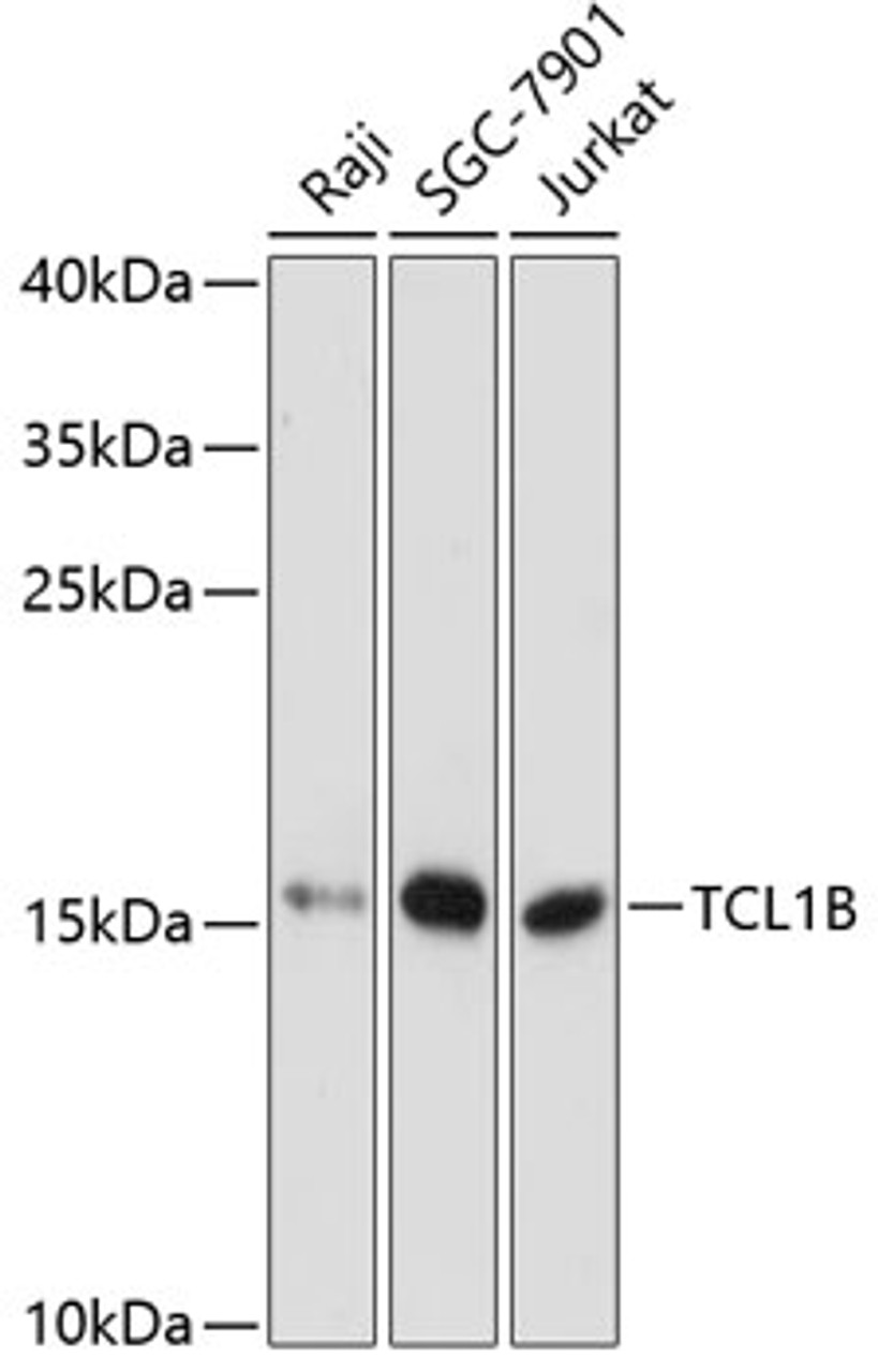 Western blot analysis of extracts of various cell lines, using TCL1B antibody (14-645) at 1:3000 dilution.<br/>Secondary antibody: HRP Goat Anti-Rabbit IgG (H+L) at 1:10000 dilution.<br/>Lysates/proteins: 25ug per lane.<br/>Blocking buffer: 3% nonfat dry milk in TBST.<br/>Detection: ECL Enhanced Kit.<br/>Exposure time: 90s.