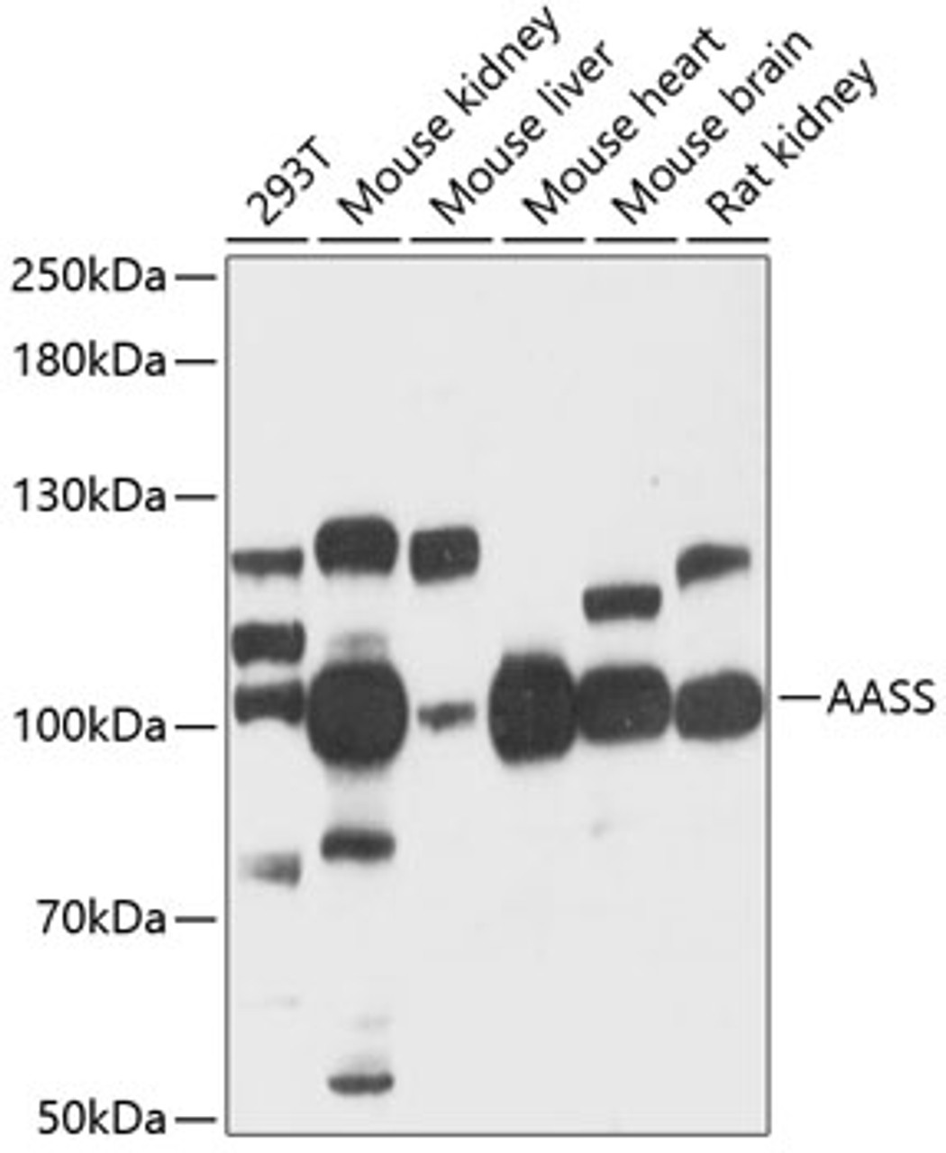 Western blot analysis of extracts of various cell lines, using AASS antibody (14-671) at 1:3000 dilution.<br/>Secondary antibody: HRP Goat Anti-Rabbit IgG (H+L) at 1:10000 dilution.<br/>Lysates/proteins: 25ug per lane.<br/>Blocking buffer: 3% nonfat dry milk in TBST.<br/>Detection: ECL Basic Kit.<br/>Exposure time: 30s.