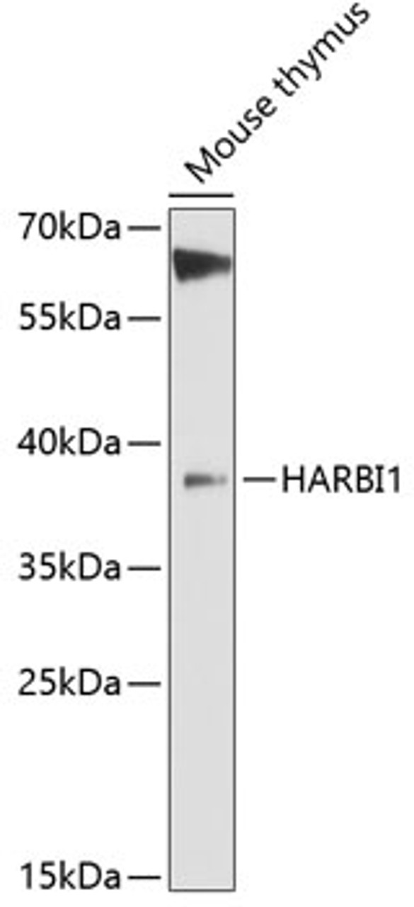 Western blot analysis of extracts of mouse thymus, using HARBI1 antibody (14-676) at 1:3000 dilution.<br/>Secondary antibody: HRP Goat Anti-Rabbit IgG (H+L) at 1:10000 dilution.<br/>Lysates/proteins: 25ug per lane.<br/>Blocking buffer: 3% nonfat dry milk in TBST.<br/>Detection: ECL Enhanced Kit.<br/>Exposure time: 60s.