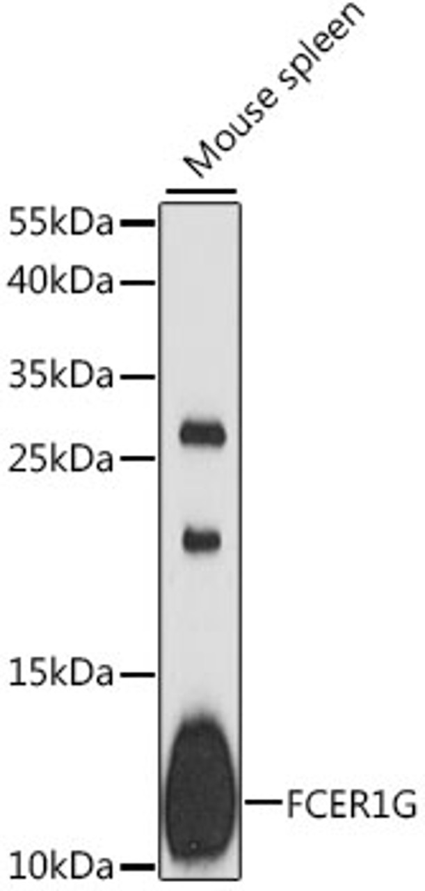 Western blot analysis of extracts of mouse spleen, using FCER1G antibody (14-685) at 1:1000 dilution.<br/>Secondary antibody: HRP Goat Anti-Rabbit IgG (H+L) at 1:10000 dilution.<br/>Lysates/proteins: 25ug per lane.<br/>Blocking buffer: 3% nonfat dry milk in TBST.<br/>Detection: ECL Basic Kit.<br/>Exposure time: 90s.