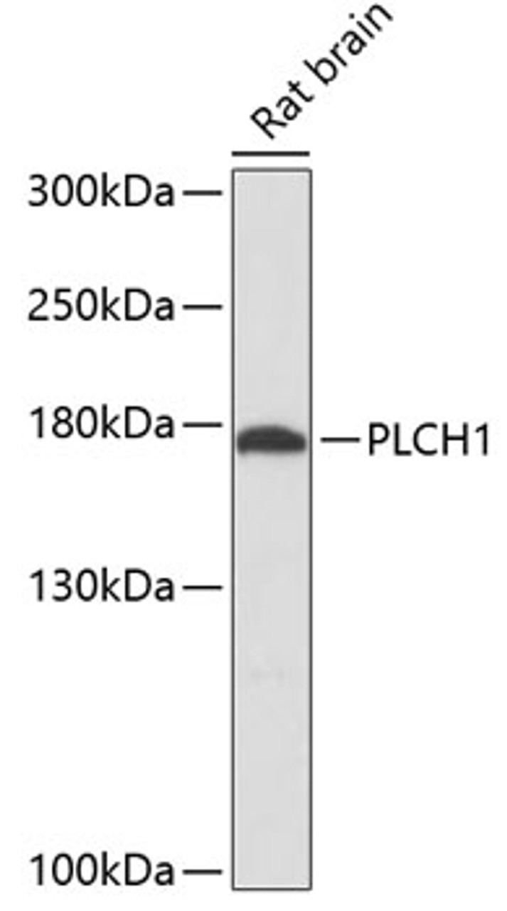 Western blot analysis of extracts of rat brain, using PLCH1 antibody (14-695) at 1:3000 dilution.<br/>Secondary antibody: HRP Goat Anti-Rabbit IgG (H+L) at 1:10000 dilution.<br/>Lysates/proteins: 25ug per lane.<br/>Blocking buffer: 3% nonfat dry milk in TBST.<br/>Detection: ECL Basic Kit.<br/>Exposure time: 90s.