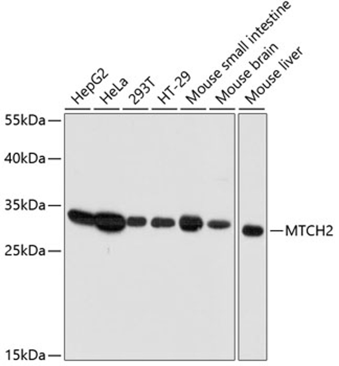 Western blot analysis of extracts of various cell lines, using MTCH2 antibody (14-706) at 1:3000 dilution.<br/>Secondary antibody: HRP Goat Anti-Rabbit IgG (H+L) at 1:10000 dilution.<br/>Lysates/proteins: 25ug per lane.<br/>Blocking buffer: 3% nonfat dry milk in TBST.<br/>Detection: ECL Basic Kit.<br/>Exposure time: 30s.