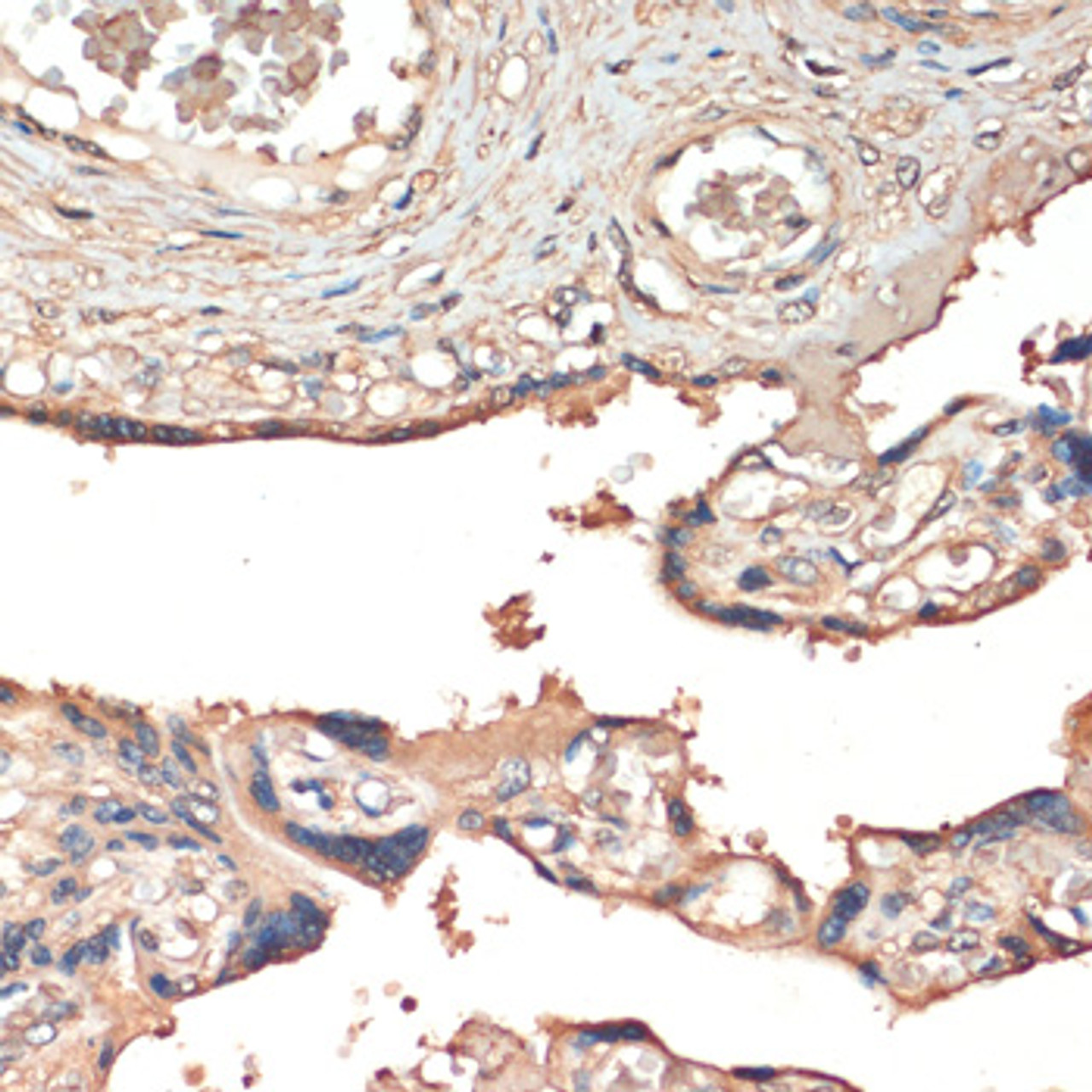 Immunohistochemistry of paraffin-embedded human placenta using MST1 antibody (14-726) at dilution of 1:200 (40x lens) .