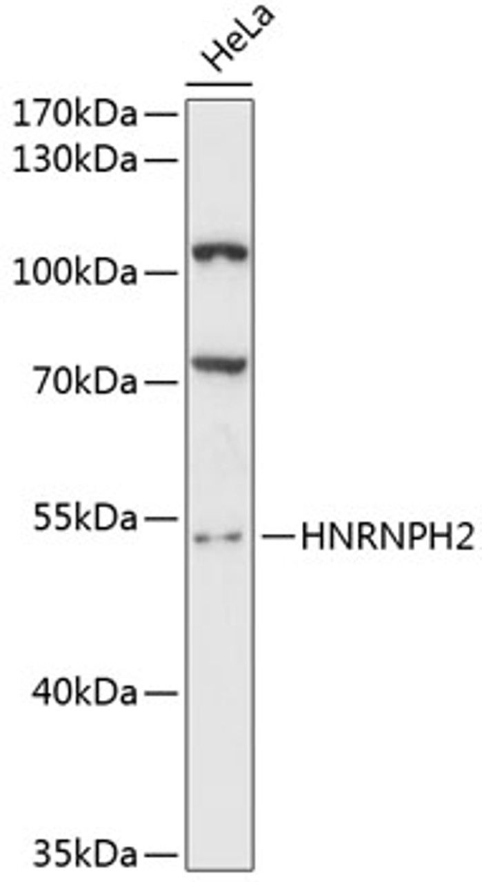 Western blot analysis of extracts of HeLa cells, using HNRNPH2 antibody (14-733) at 1:3000 dilution.<br/>Secondary antibody: HRP Goat Anti-Rabbit IgG (H+L) at 1:10000 dilution.<br/>Lysates/proteins: 25ug per lane.<br/>Blocking buffer: 3% nonfat dry milk in TBST.<br/>Detection: ECL Basic Kit.<br/>Exposure time: 90s.