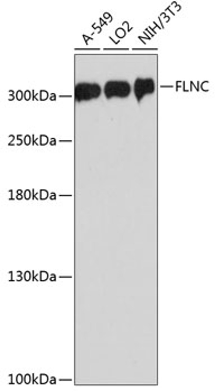 Western blot analysis of extracts of various cell lines, using FLNC antibody (14-747) at 1:3000 dilution.<br/>Secondary antibody: HRP Goat Anti-Rabbit IgG (H+L) at 1:10000 dilution.<br/>Lysates/proteins: 25ug per lane.<br/>Blocking buffer: 3% nonfat dry milk in TBST.<br/>Detection: ECL Basic Kit.<br/>Exposure time: 1s.