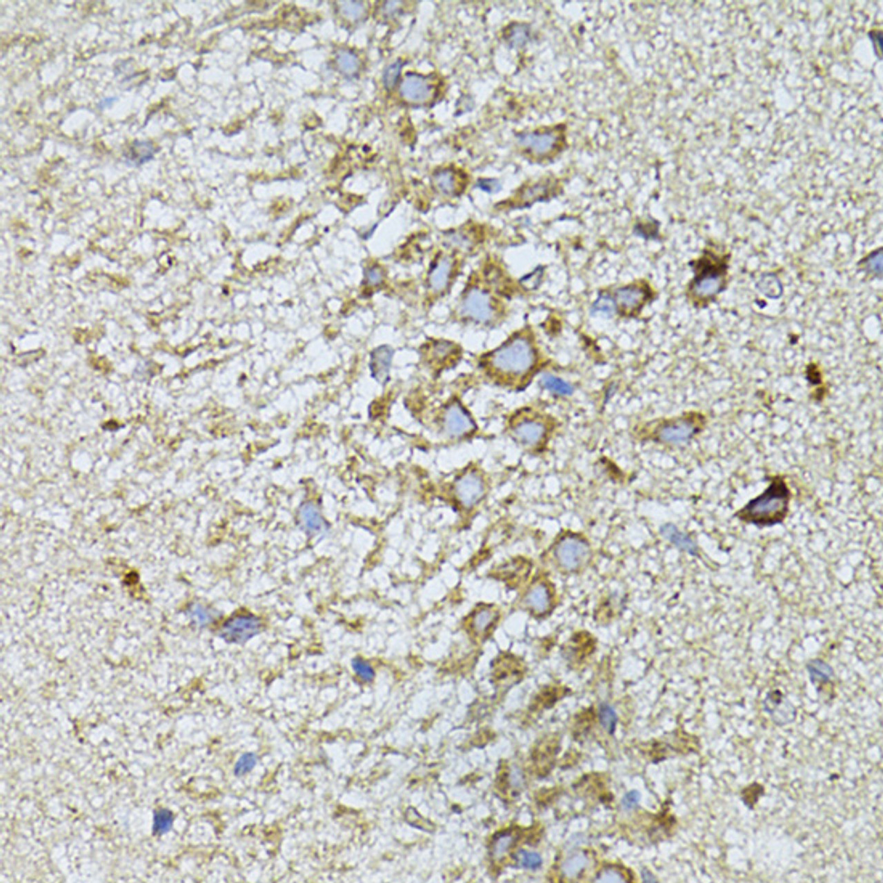 Immunohistochemistry of paraffin-embedded Rat brain using MTNR1A antibody (14-754) at dilution of 1:100 (40x lens) .