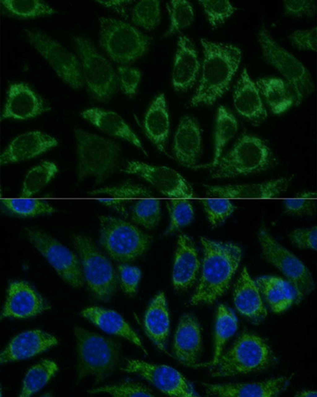 Immunofluorescence analysis of L929 cells using NDUFS8 Polyclonal Antibody (14-757) at dilution of 1:100 (40x lens) . Blue: DAPI for nuclear staining.