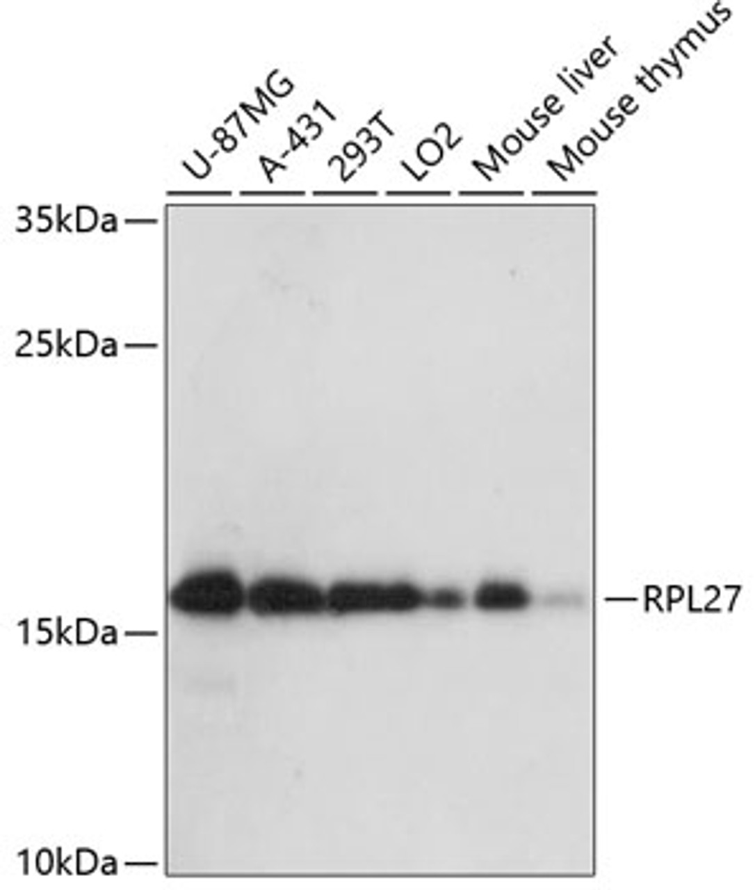 Western blot analysis of extracts of various cell lines, using RPL27 antibody (14-762) at 1:3000 dilution.<br/>Secondary antibody: HRP Goat Anti-Rabbit IgG (H+L) at 1:10000 dilution.<br/>Lysates/proteins: 25ug per lane.<br/>Blocking buffer: 3% nonfat dry milk in TBST.<br/>Detection: ECL Enhanced Kit.<br/>Exposure time: 90s.