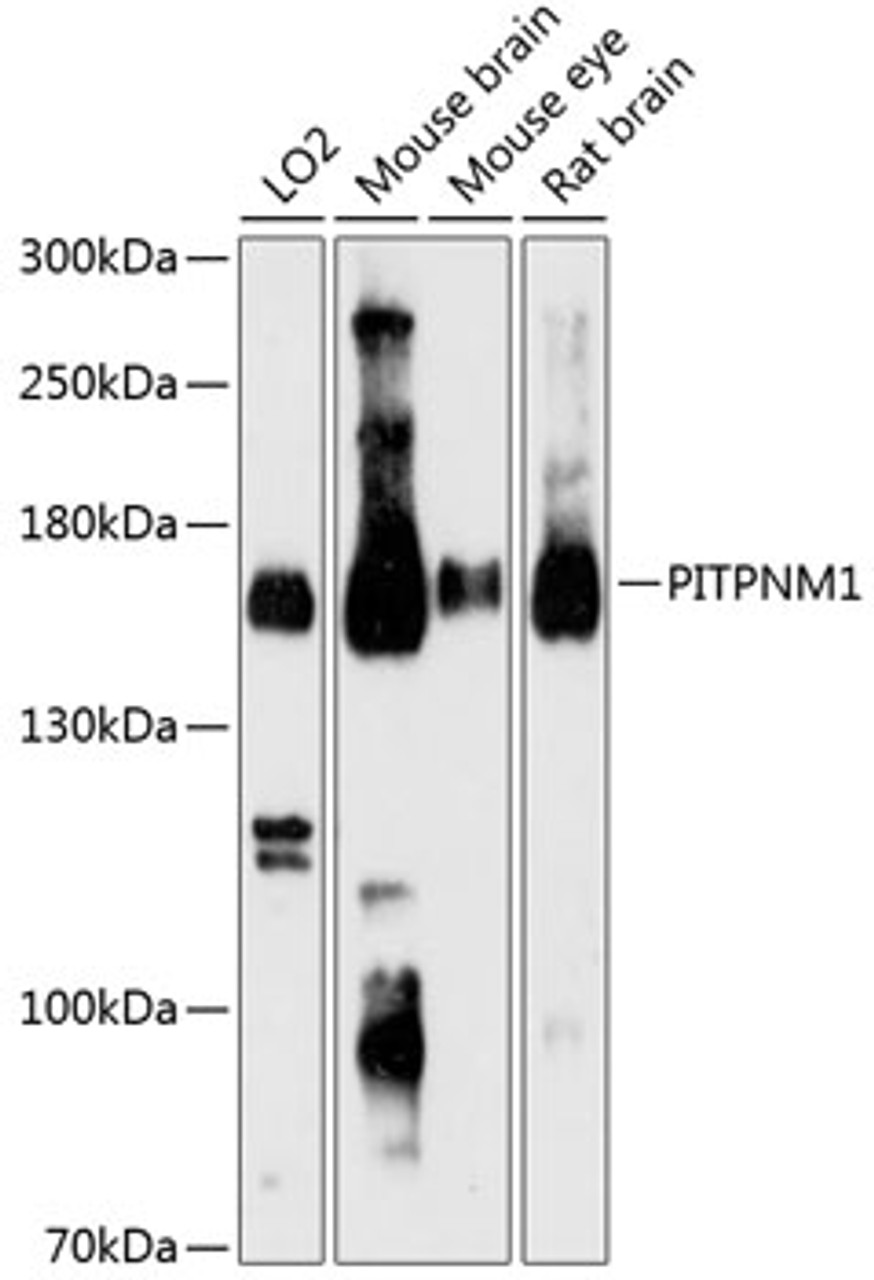 Western blot analysis of extracts of various cell lines, using PITPNM1 Antibody (14-773) at 1:3000 dilution.<br/>Secondary antibody: HRP Goat Anti-Rabbit IgG (H+L) at 1:10000 dilution.<br/>Lysates/proteins: 25ug per lane.<br/>Blocking buffer: 3% nonfat dry milk in TBST.<br/>Detection: ECL Basic Kit.<br/>Exposure time: 90s.