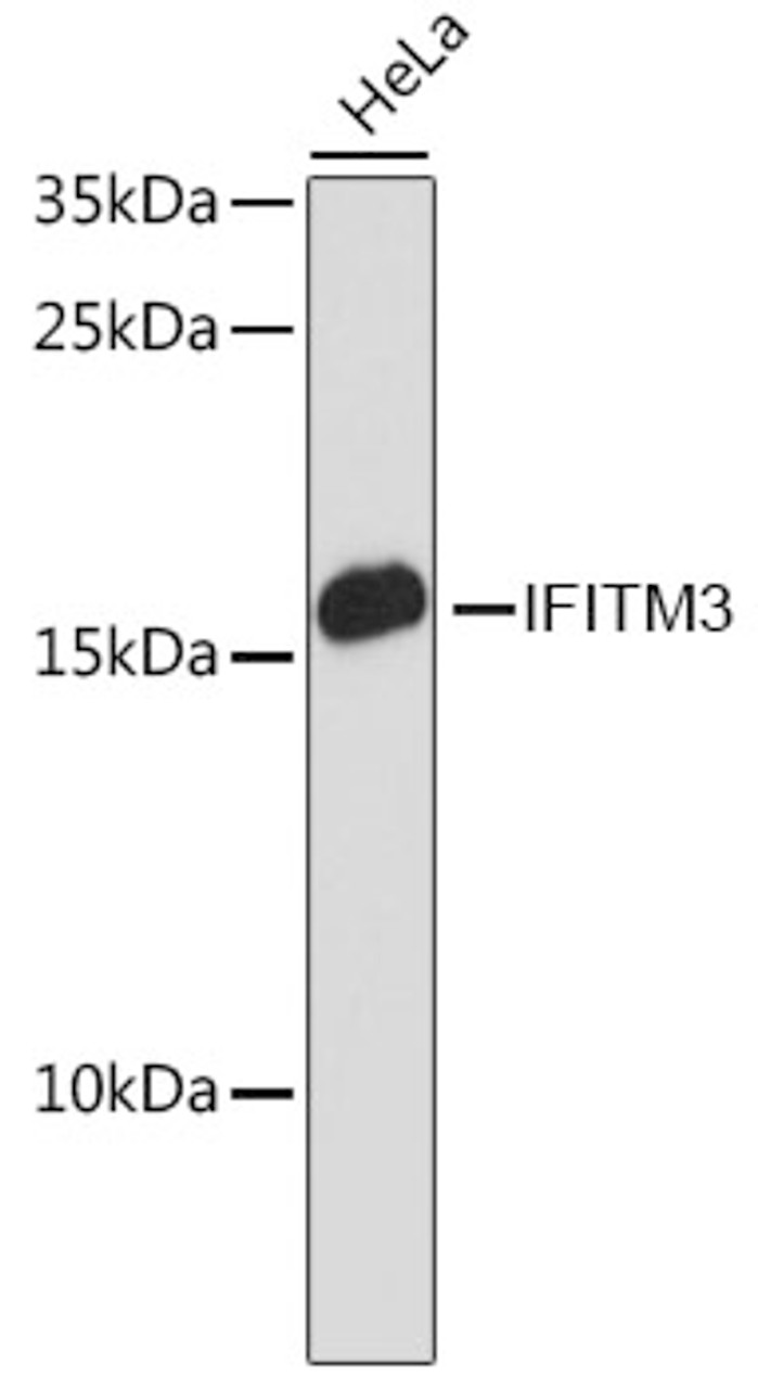 Western blot analysis of extracts of HeLa cells, using IFITM3 antibody (14-777) at 1:3000 dilution.<br/>Secondary antibody: HRP Goat Anti-Rabbit IgG (H+L) at 1:10000 dilution.<br/>Lysates/proteins: 25ug per lane.<br/>Blocking buffer: 3% nonfat dry milk in TBST.<br/>Detection: ECL Basic Kit.<br/>Exposure time: 90s.