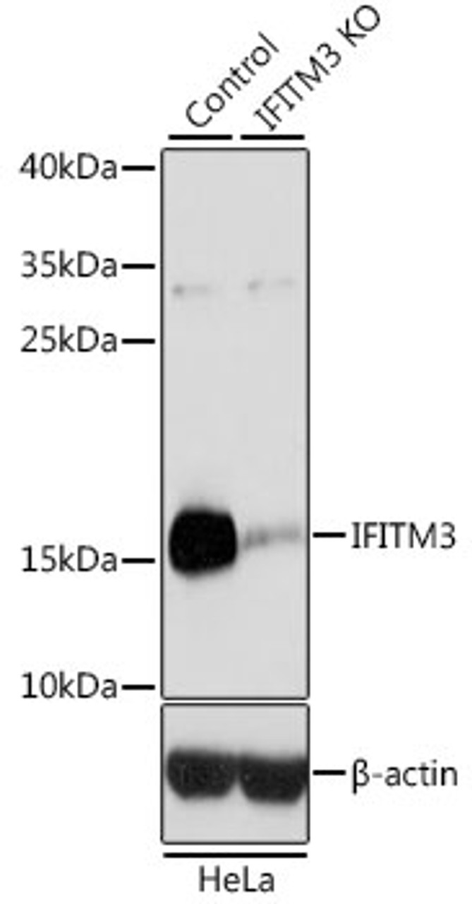 Western blot analysis of extracts from normal (control) and IFITM3 knockout (KO) HeLa cells, using IFITM3 antibody (14-777) at 1:3000 dilution.<br/>Secondary antibody: HRP Goat Anti-Rabbit IgG (H+L) at 1:10000 dilution.<br/>Lysates/proteins: 25ug per lane.<br/>Blocking buffer: 3% nonfat dry milk in TBST.<br/>Detection: ECL Basic Kit.<br/>Exposure time: 1s.