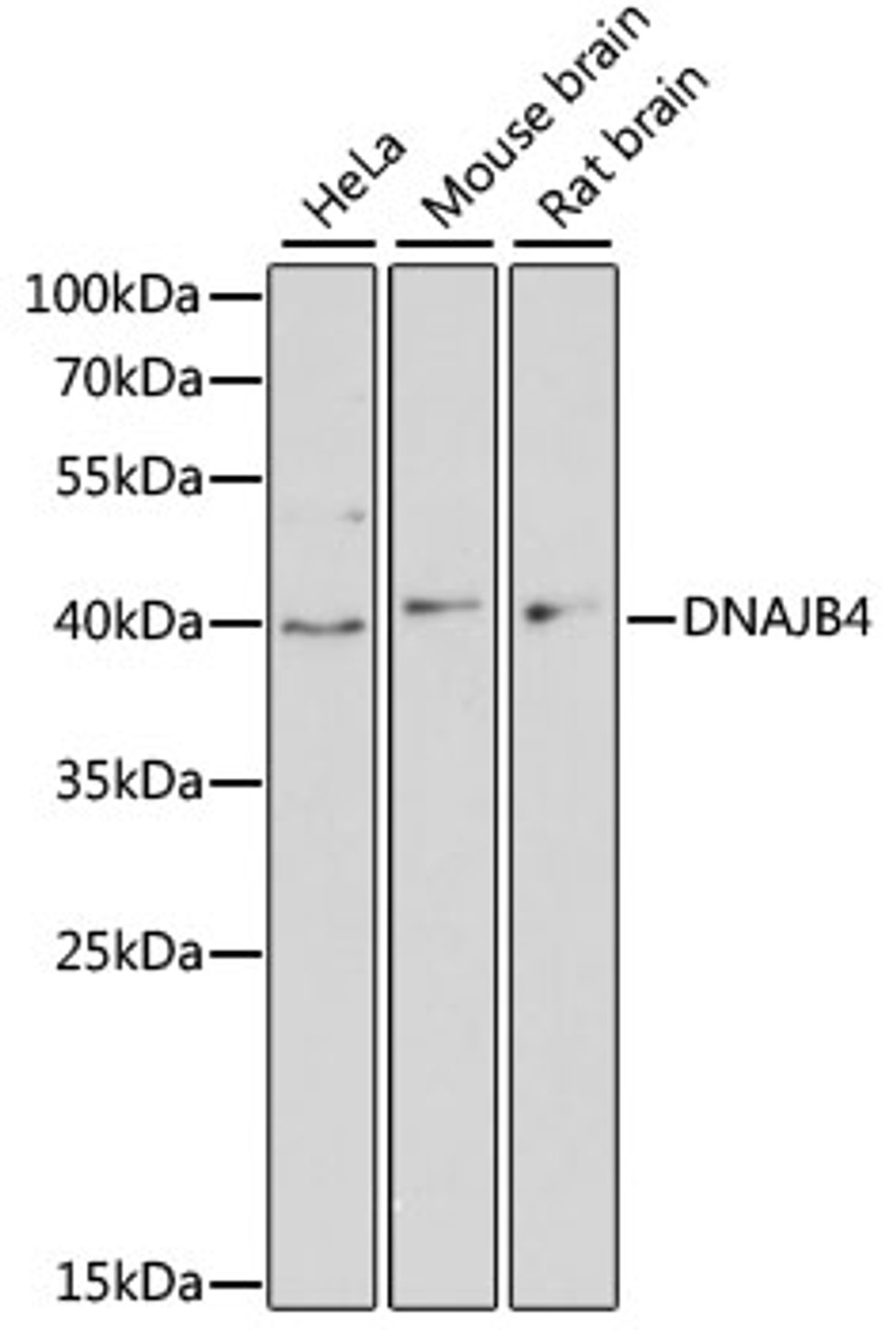 Western blot analysis of extracts of various cell lines, using DNAJB4 antibody (14-781) at 1:3000 dilution.<br/>Secondary antibody: HRP Goat Anti-Rabbit IgG (H+L) at 1:10000 dilution.<br/>Lysates/proteins: 25ug per lane.<br/>Blocking buffer: 3% nonfat dry milk in TBST.<br/>Detection: ECL Basic Kit.<br/>Exposure time: 90s.