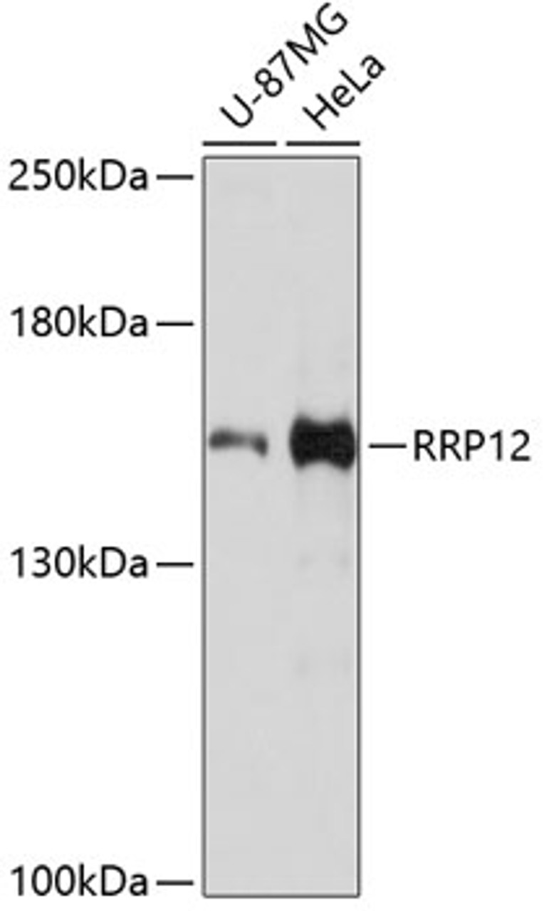 Western blot analysis of extracts of various cell lines, using RRP12 antibody (14-783) at 1:3000 dilution.<br/>Secondary antibody: HRP Goat Anti-Rabbit IgG (H+L) at 1:10000 dilution.<br/>Lysates/proteins: 25ug per lane.<br/>Blocking buffer: 3% nonfat dry milk in TBST.<br/>Detection: ECL Basic Kit.<br/>Exposure time: 90s.
