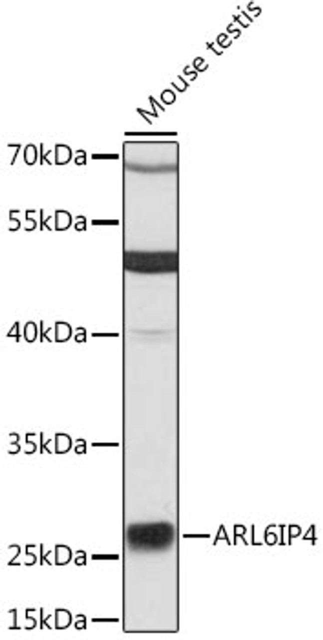 Western blot analysis of extracts of mouse testis, using ARL6IP4 antibody (14-791) at 1:3000 dilution.<br/>Secondary antibody: HRP Goat Anti-Rabbit IgG (H+L) at 1:10000 dilution.<br/>Lysates/proteins: 25ug per lane.<br/>Blocking buffer: 3% nonfat dry milk in TBST.<br/>Detection: ECL Basic Kit.<br/>Exposure time: 30s.